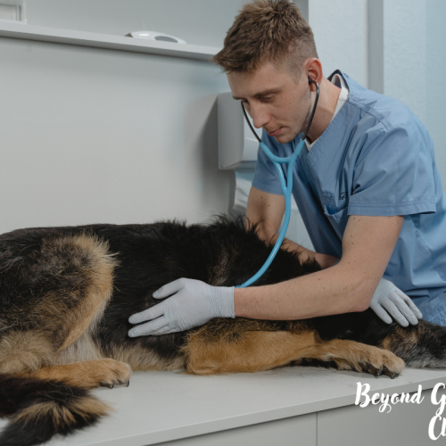 4 Best Veterinary Clinics in Australia